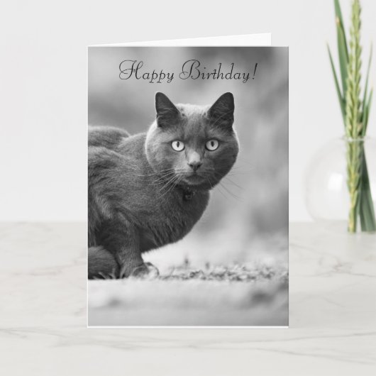 Happy Birthday zwarte kat Kaart (Voorkant)