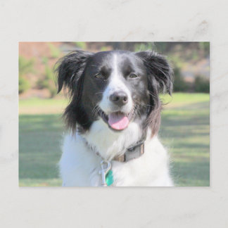 Happy Black en White Dog Closeup Briefkaart