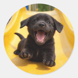 Happy Black Labrador Puppy Slides Down Yellow Slid Ronde Sticker