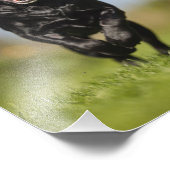Happy Black Labrador Retriever actief Foto Afdruk (Hoek)