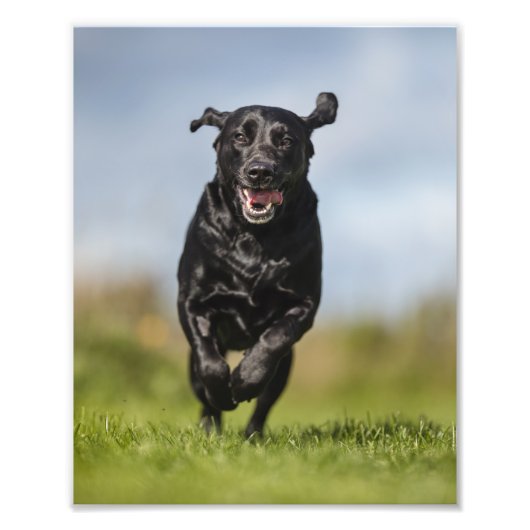 Happy Black Labrador Retriever actief Foto Afdruk (Voorkant)