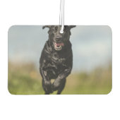 Happy Black Labrador Retriever in bedrijf met Air Luchtverfrisser (Achterkant)