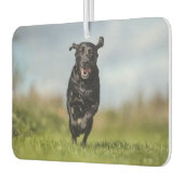 Happy Black Labrador Retriever in bedrijf met Air Luchtverfrisser (Links)
