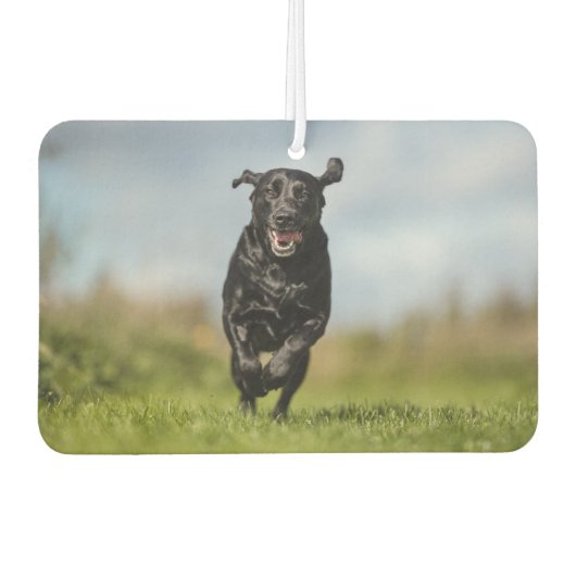 Happy Black Labrador Retriever in bedrijf met Air Luchtverfrisser (Voorkant)