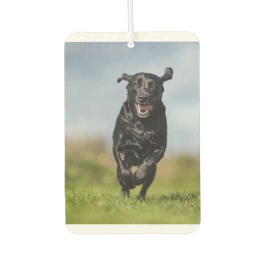Happy Black Labrador Retriever in bedrijf met Air  Luchtverfrisser (Voorkant)