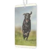Happy Black Labrador Retriever in bedrijf met Air  Luchtverfrisser (Links)