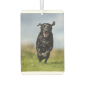 Happy Black Labrador Retriever in bedrijf met Air  Luchtverfrisser (Achterkant)