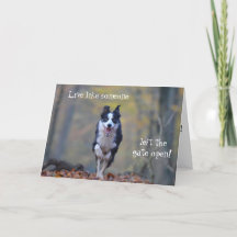 Happy Border Collie hond verjaardagskaart