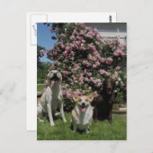 Happy Boys Briefkaart (Voorkant / Achterkant)