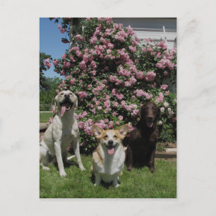 Happy Boys Briefkaart