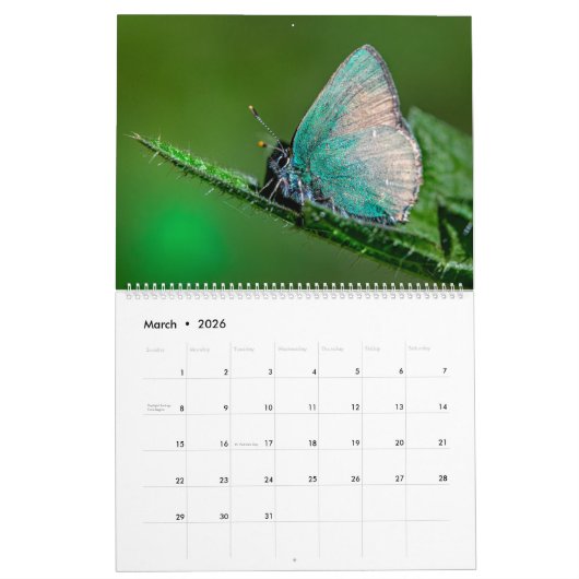 Happy Butterflies Kalender (Mar 2026)