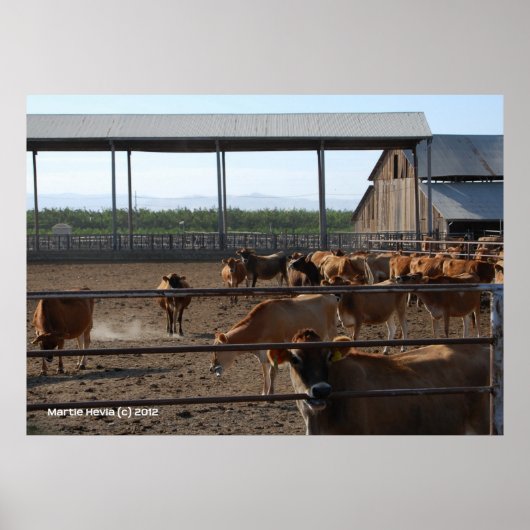 Happy California Koeien Poster (Voorkant)