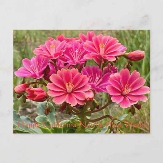 Happy California Native Plant Week! Briefkaart (Voorkant)