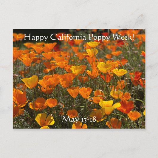 Happy California Poppy Week! Briefkaart (Voorkant)