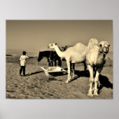 Happy Camel Poster (Voorkant)