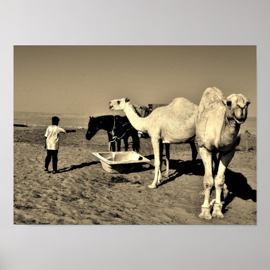 Happy Camel Poster (Voorkant)