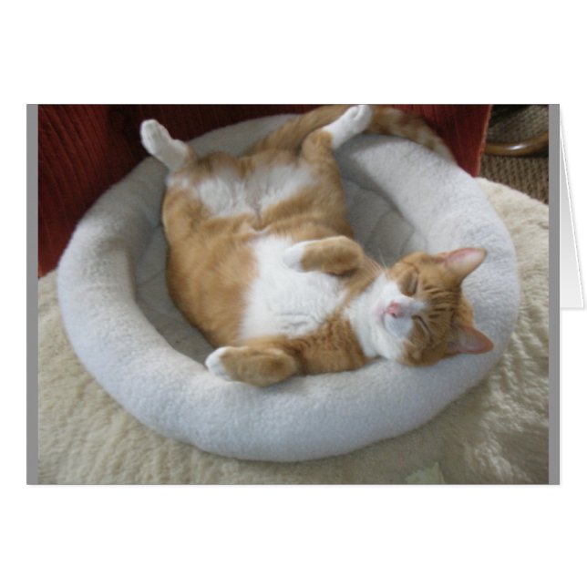 Happy Cat (Voorkant Horizontaal)