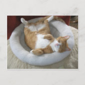 Happy Cat Briefkaart (Voorkant)