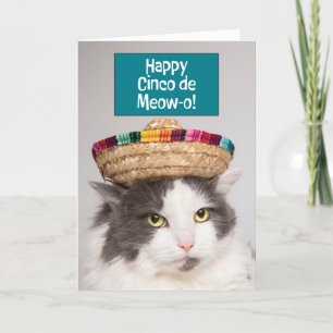 Happy Cinco De Mayo Funny Cat in Sombrero Humor Feestdagen Kaart