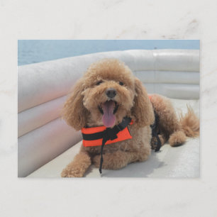Happy Cockapoo Dog op Pontoon Boat glimlacht Briefkaart