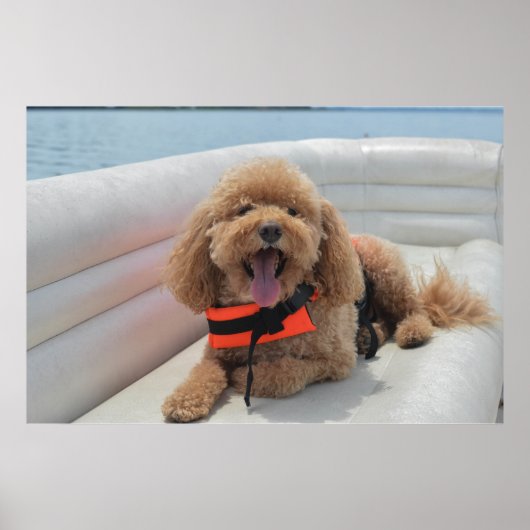 Happy Cockapoo Dog op Pontoon Boat glimlacht Poster (Voorkant)