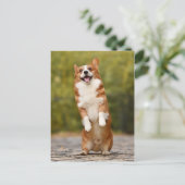 Happy Corgi Puppy Standing Photo Briefkaart (Staand voorkant)