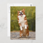 Happy Corgi Puppy Standing Photo Briefkaart (Voorkant / Achterkant)