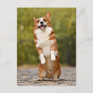 Happy Corgi Puppy Standing Photo Briefkaart