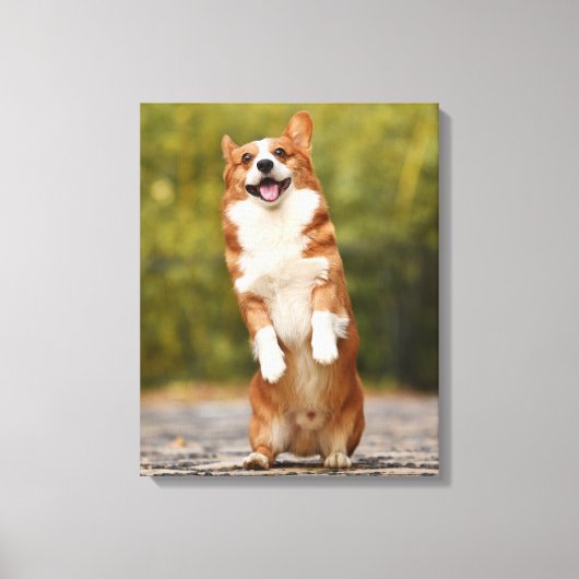 Happy Corgi Puppy Standing Photo Canvas Afdruk (Voorkant)