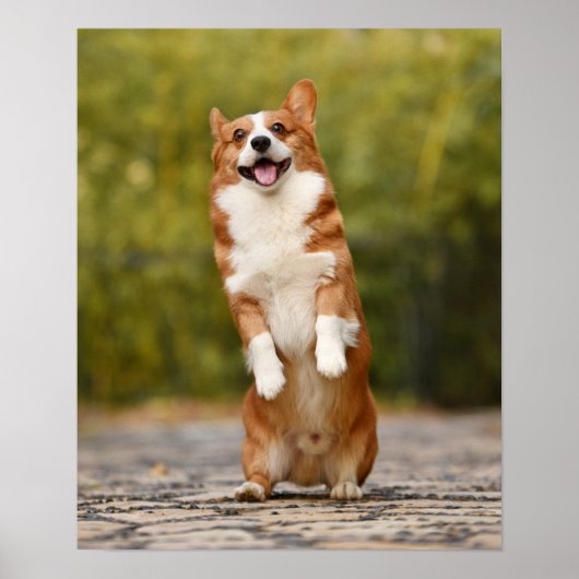 Happy Corgi Puppy Standing Photo Poster (Voorkant)