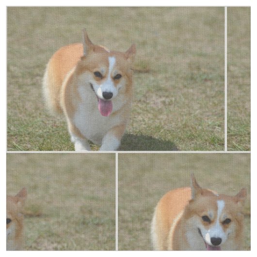 Happy Corgi Stof (Close Up)