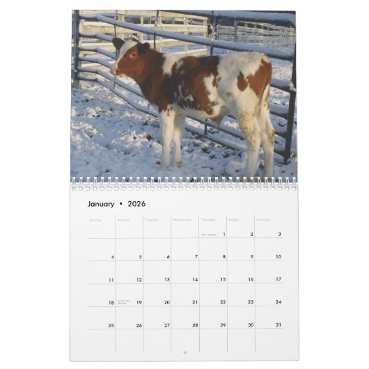 Happy Cows ~ 2013 Cow Calendar Kalender (Jan 2026)