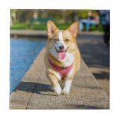 Happy Cute Blue en bruine oyed corgi panting Tegeltje (Voorkant)