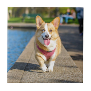 Happy Cute Blue en bruine oyed corgi panting Tegeltje