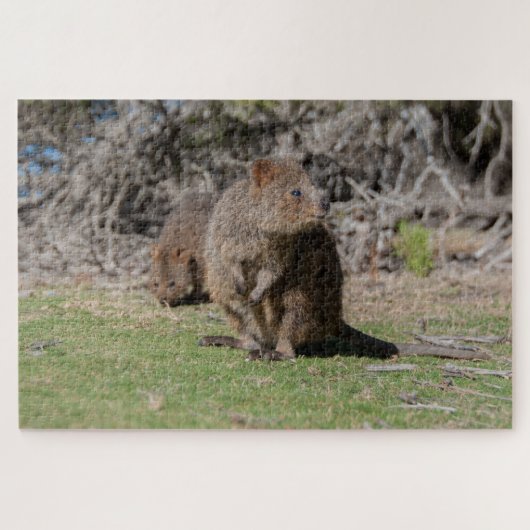 Happy & Cute Quokkas Rottnest Island, 1014 stukken Legpuzzel (Horizontaal)