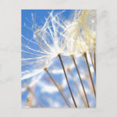 Happy, Dancing, Dandelion Poof, Stories in Nature Briefkaart (Voorkant)