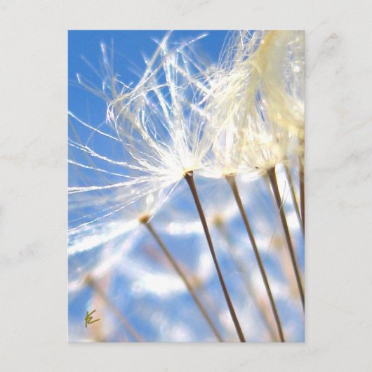 Happy, Dancing, Dandelion Poof, Stories in Nature Briefkaart (Voorkant)