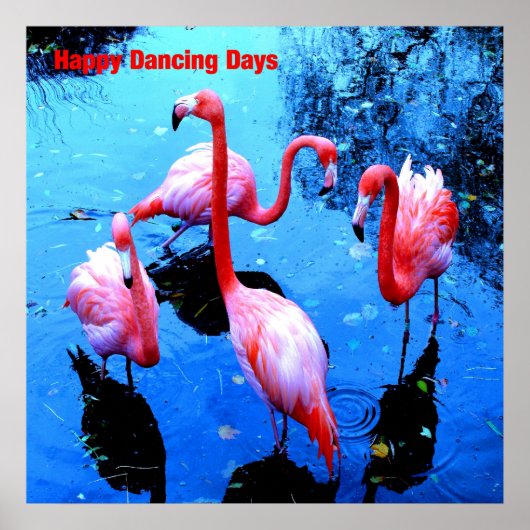 Happy Dancing Days flamingos Poster (Voorkant)