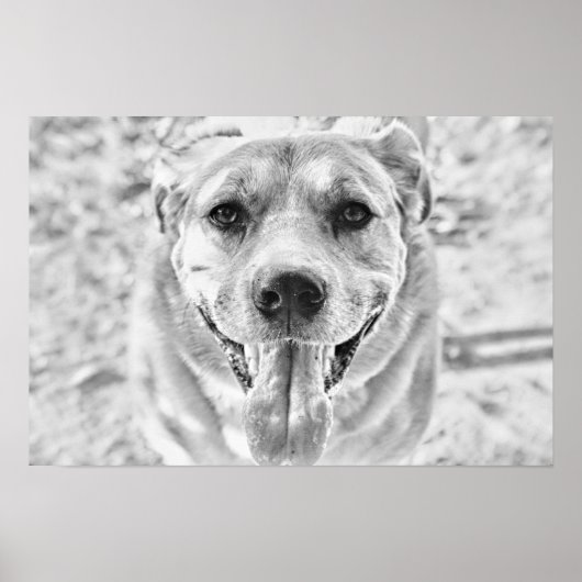 Happy Dog face poster print (Voorkant)