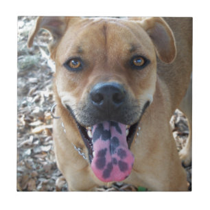 Happy Dog gevlekte tong Tegeltje