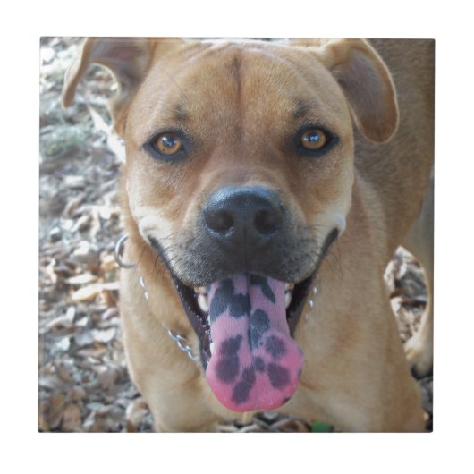 Happy Dog gevlekte tong Tegeltje (Voorkant)