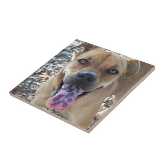 Happy Dog gevlekte tong Tegeltje (Zijkant)