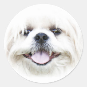Happy dog gezicht sticker