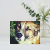 Happy Dog in de zon Foto briefkaart (Staand voorkant)
