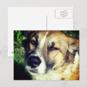 Happy Dog in de zon Foto briefkaart (Voorkant / Achterkant)