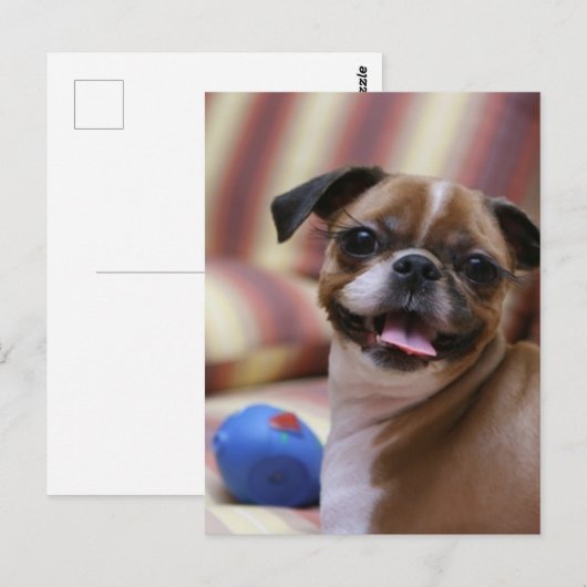 Happy Dog met Speelgoed Briefkaart (Voorkant / Achterkant)