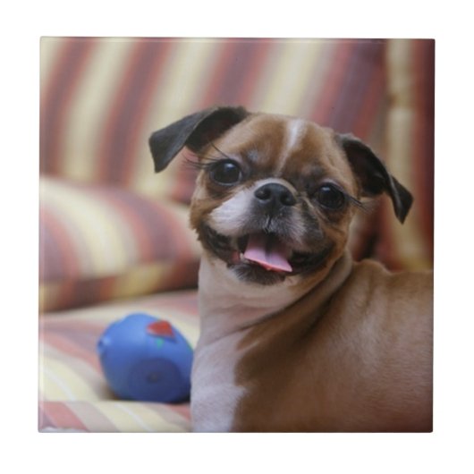 Happy Dog met Speelgoed Tegeltje (Voorkant)