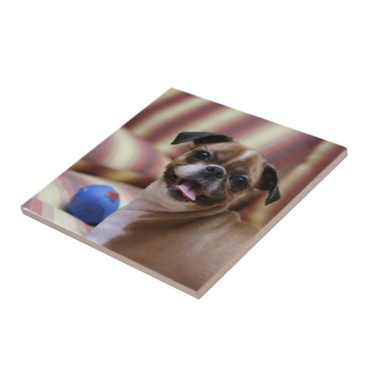 Happy Dog met Speelgoed Tegeltje (Zijkant)