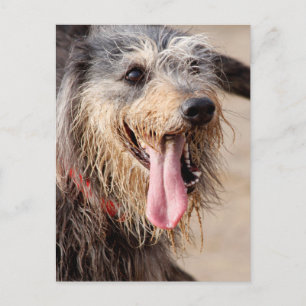 Happy dog op het strand briefkaart