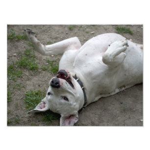 Happy Dogo Argentino Girl Foto Afdruk